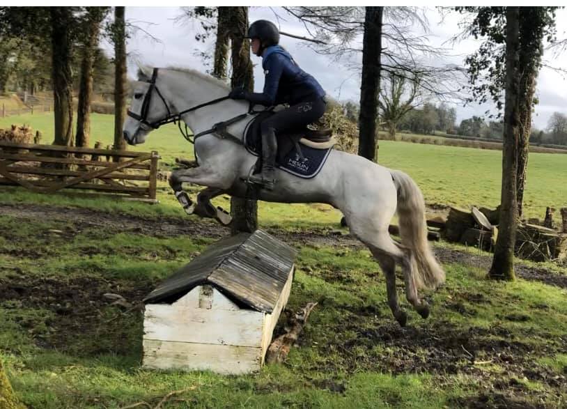 Irish Sport Pony